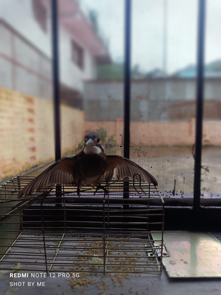kdnarayan_'s tweet photo. कल ये नन्हा सा जीव #Kingfisher छत पर श्रीमती जी को मिला। शायद कहीं से गिरा है। बाहर बिल्लियाँ घूमती रहती है तो वे इसे अंदर लेकर आई, बाहर नहीं छोड़ सकते।
लेकिन समस्या यह है कि यह कुछ खा नहीं रहा। अभी छोटी मछली मिलनी भी मुश्किल है।
सुधिजन मार्गदर्शन करें इसे क्या खिलाये?
#Survival https://t.co/xgkhgkPVJU
