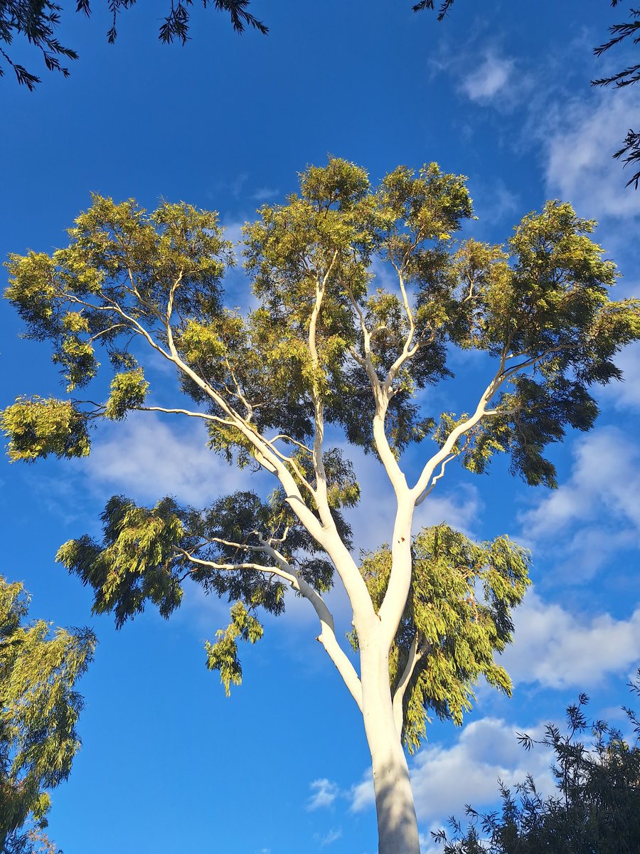 LiangRhea's tweet photo. Can't get over the whiteness of the bark of the ghost gums. Magnificent. 😍

(Ping @pjfred60) https://t.co/7fOEfCqLqE