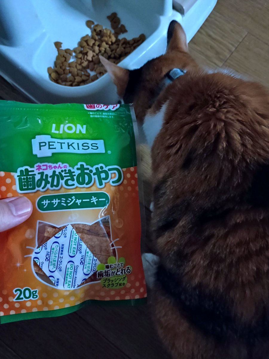 kenzpg's tweet photo. 最近あげてる なるべくあげる でも普通カリカリいらねってまたなる https://t.co/s0l5bOvIqV