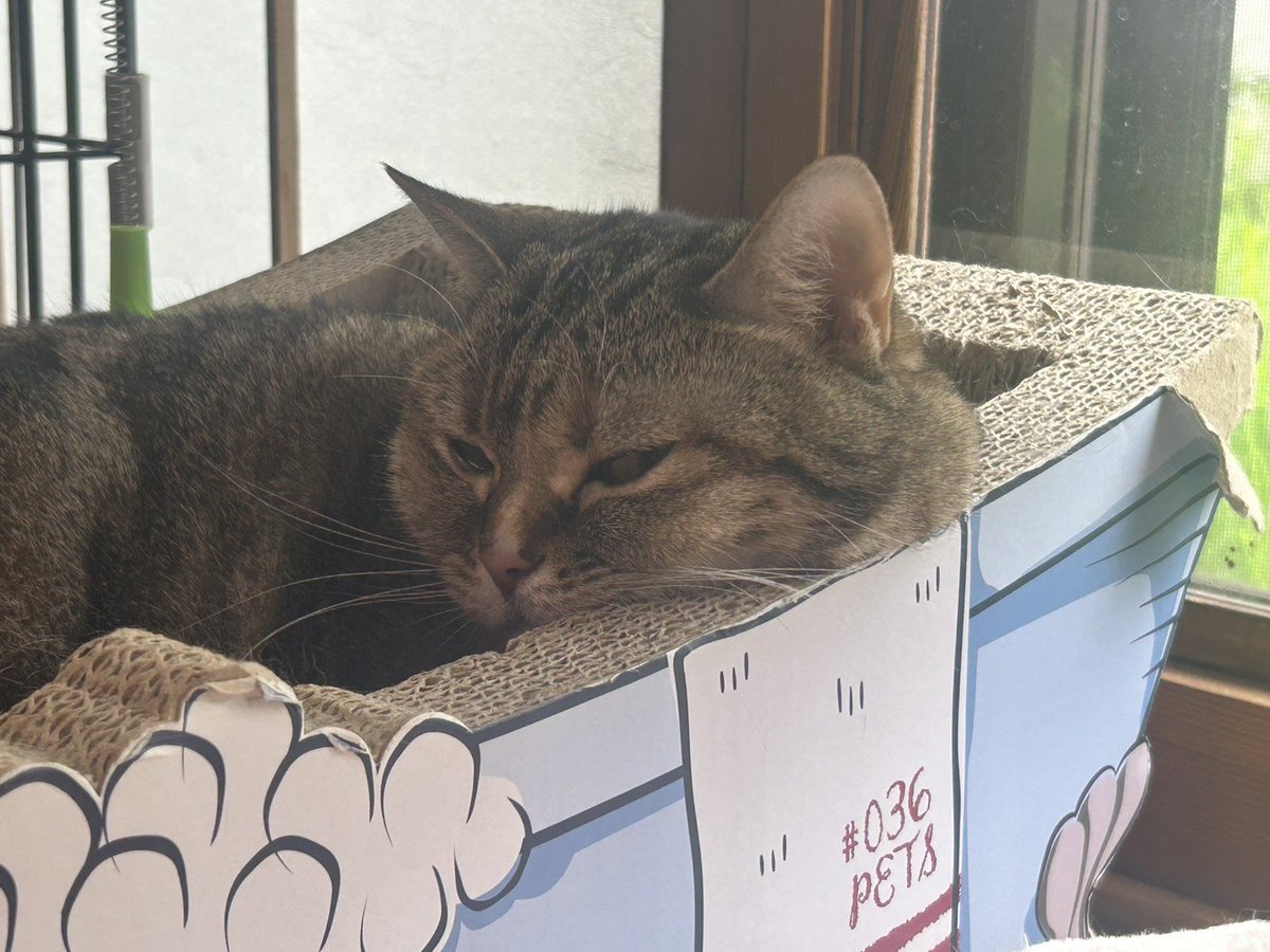 おかんです tweet media