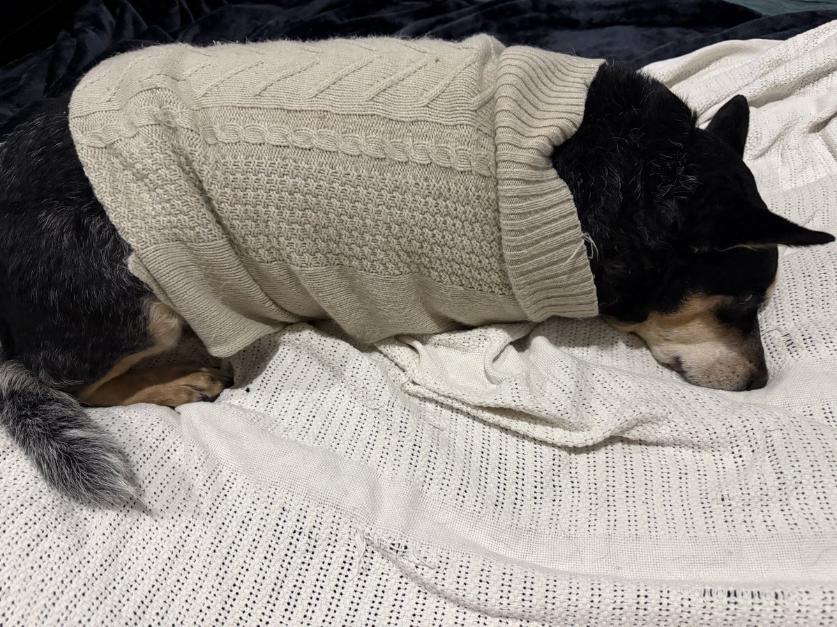 RichardDive's tweet photo. I was halfway over the pacific when my last dog was critically injured and had to be put to sleep, if anything happens to Annie and I can’t be there to say goodbye I’m gonna blow my shit smoov off https://t.co/9D1AObyVLo