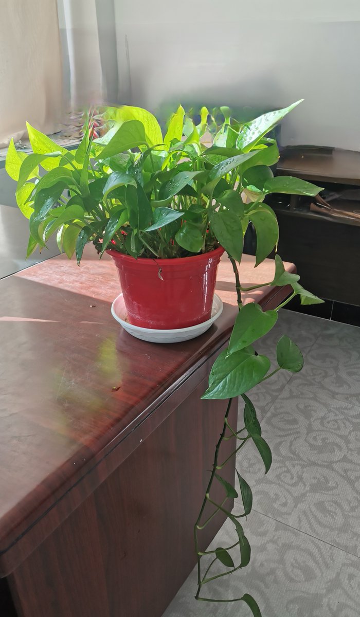 0299abc's tweet photo. 「新手也能hold住的超好养绿植推荐！绿萝一周浇一次水就行，摆在桌角还能吸甲醛，给生活添点绿 #绿植养护 #居家小确幸」， https://t.co/qhYATy4X6J