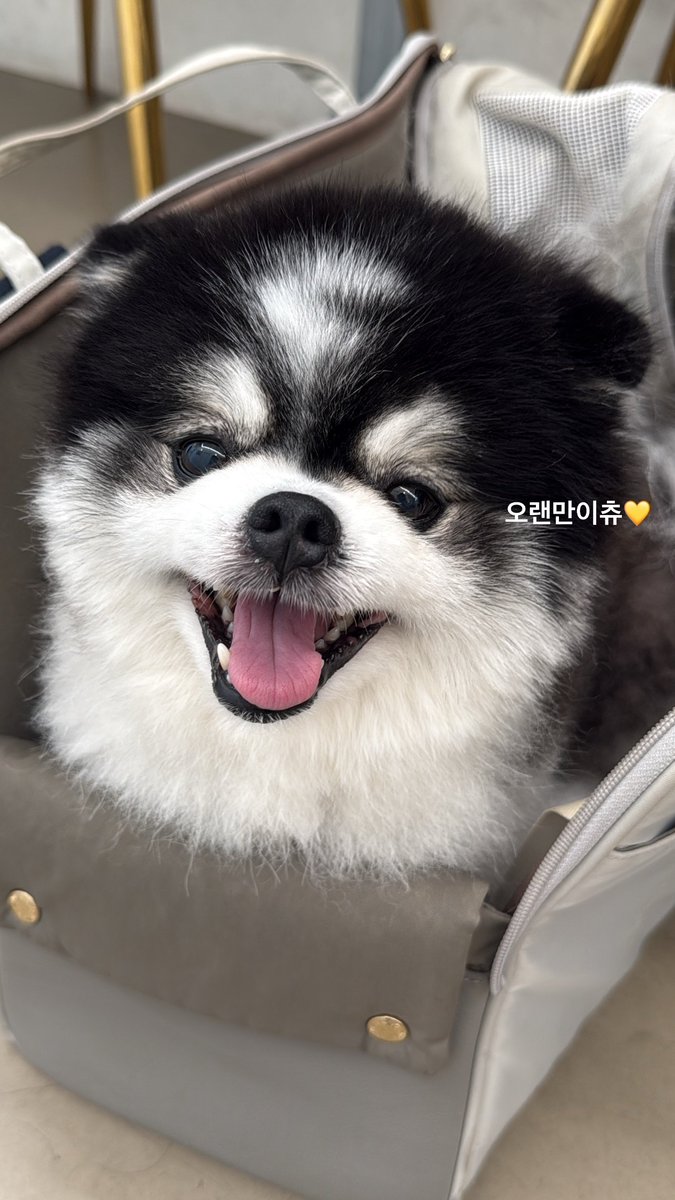txrxntxllxgrx's tweet photo. 웃는 상 강아지들🐶 입모양 봐ㅋㅋㅋ 확신의 가족관계 https://t.co/r7ZTseCbu5