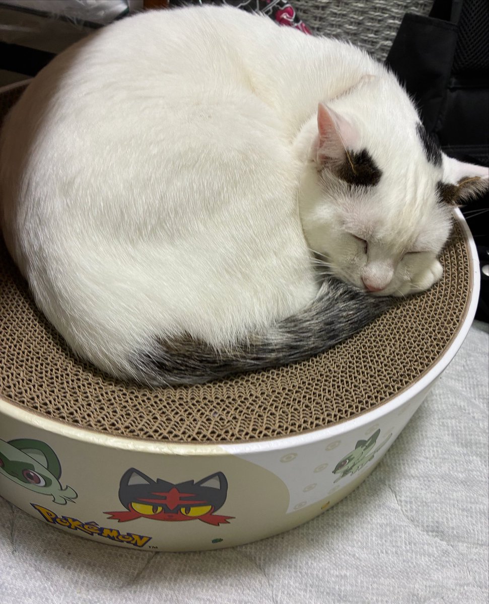 myao______'s tweet photo. かわゆねこ https://t.co/n2RhlXSa2J