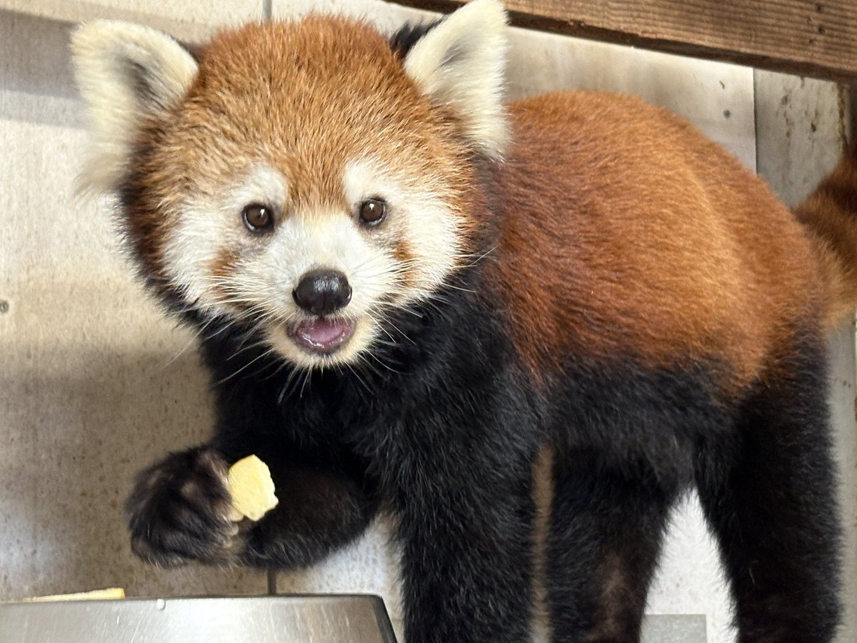 nishiyama_zoo's tweet photo. かのこ
6月26日に生まれた双子のお母さん

赤ちゃんを寝かしつけて
ほっと一息つくランチタイム🍎

#鯖江市西山動物園
#レッサーパンダ
#かのこ　
#ランチタイム https://t.co/4x1qHD8ZnQ