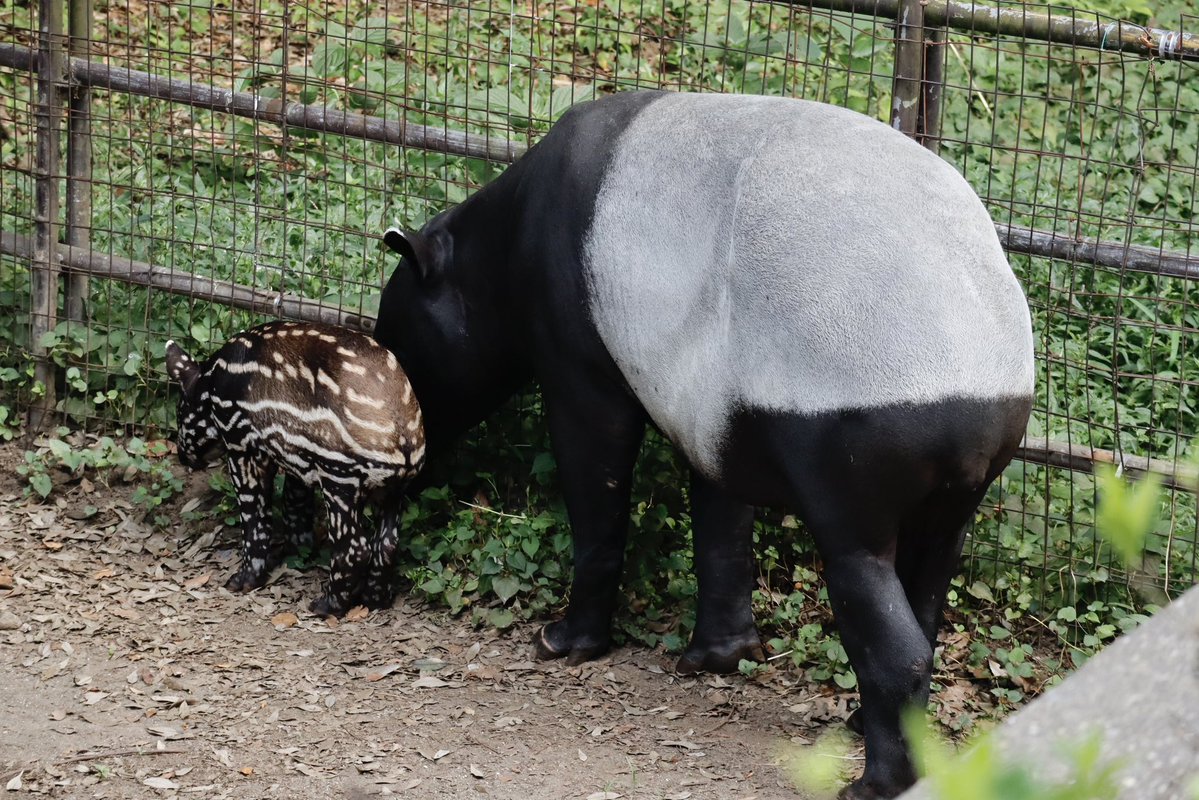 yumi_pochi's tweet photo. 大きさ比較

#千葉市動物公園 #マレーバク #tapir #カナタ #カナエ
2026.7.30 https://t.co/QQn43OobqC