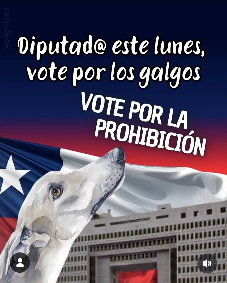 draxvd's tweet photo. Galgos LIBRES EN CHILE https://t.co/lqgZ1mR6Is