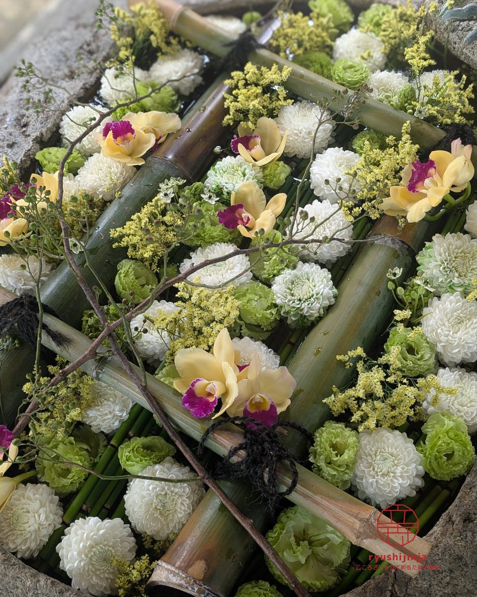 ryushijinja's tweet photo. 8月の花手水、装いを新たにしました
tsumuguさんにご協力頂き、花手水を新しく入れ替えました！
涼やかなトクサの青に、ふんわりと咲く白い花。
みずみずしいグリーンと、黄色に紅を差したカトレアが彩りを添えています。
気温が高いので日保ちはしませんが、涼を感じながらご覧ください⤴
#立志神社 https://t.co/xve2plU3ow