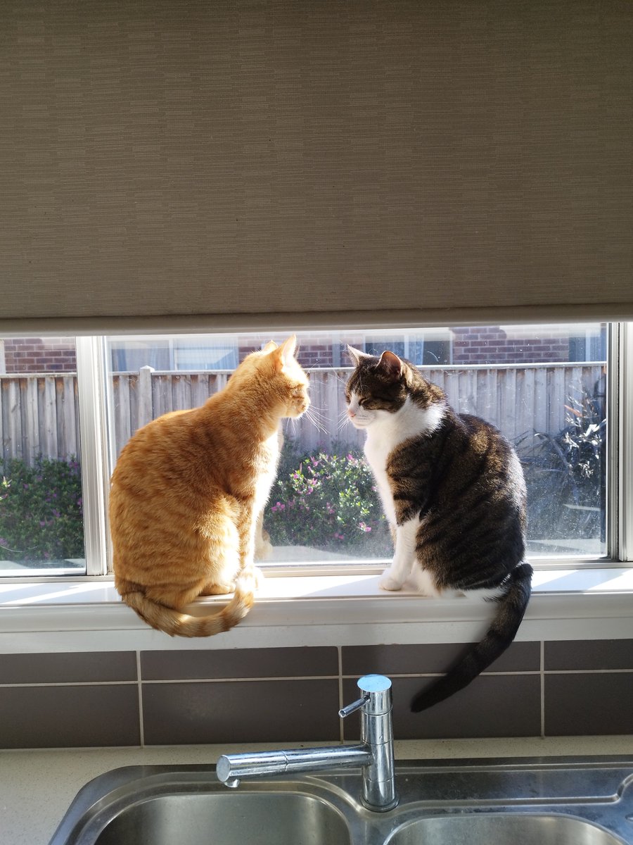 Siblings of Scruffkit tweet media