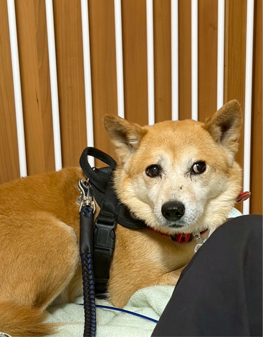 rapid1846's tweet photo. ハーネスをつけてもえ、行くんすか散歩……てインドア疑惑がある犬なんですが、こうやって走ってくれたりこないだ後部座席から運転席まで飛びうつったりしてて(出発前なのでセーフ)犬らしい運動神経の高さはあるんだよな…… https://t.co/ADWZQEJlmq