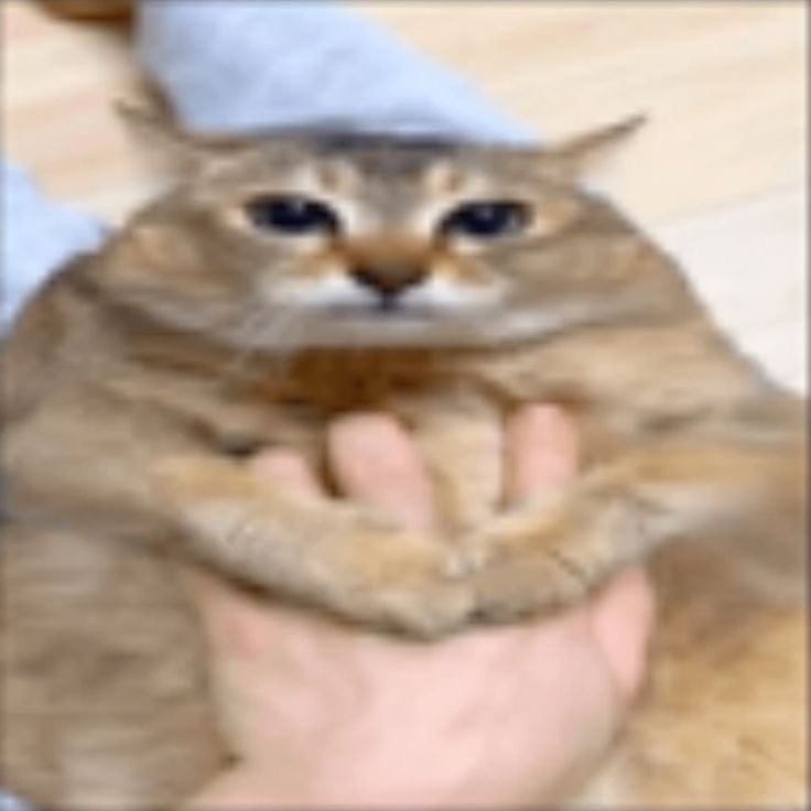 VRXYX_'s tweet photo. hai pls i need moots hi dm me hi heh am i mutted or https://t.co/yVEk8XXXfy