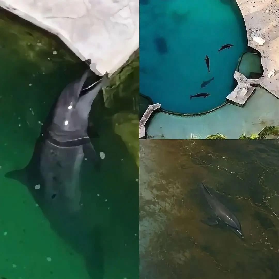 MaTere_Mendoza's tweet photo. LAMENTABLE: DELFINES ATRAPADOS EN AGUA CONTAMINADA EN CANCÚN

Según reportan medios nacionales, nueve delfines permanecen desde hace más de un año en estanques deteriorados del Dolphin Discovery Cancún, ubicado en la Zona Hotelera. 

De acuerdo con lo señalado, el agua habría presentado contaminación y los animales habrían sufrido enfermedades documentadas.

Mientras organizaciones y especialistas piden su reubicación a santuarios especializados, el proceso continúa detenido entre trámites. 

La imagen sorprende porque no se trata de una atracción turística, sino de seres vivos inteligentes y sensibles que siguen esperando una salida. 
¿Cuánto más tiene que pasar para que su bienestar esté por encima de la burocracia?

Lamentable que al gobierno actual le valga pito la conservación y protección de los animales.