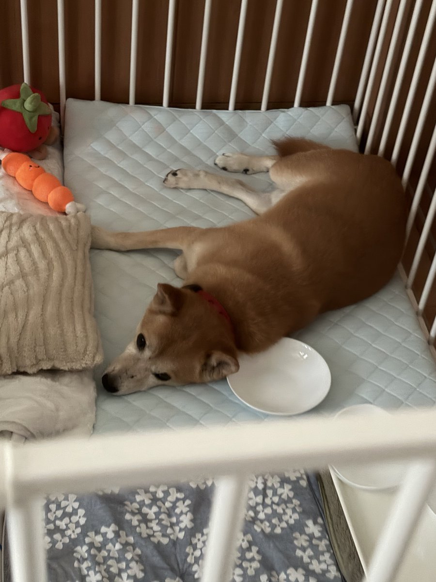 rapid1846's tweet photo. 最近の近況の犬です(横で私がマジのダッシュをしています) https://t.co/8efxXuTWaT