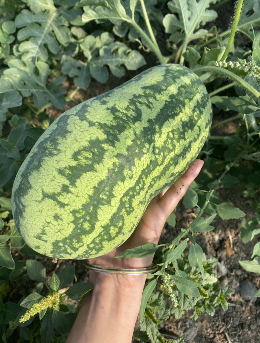 sumoktl's tweet photo. My cute watermelon, Gregory https://t.co/GnCA3vvDRE