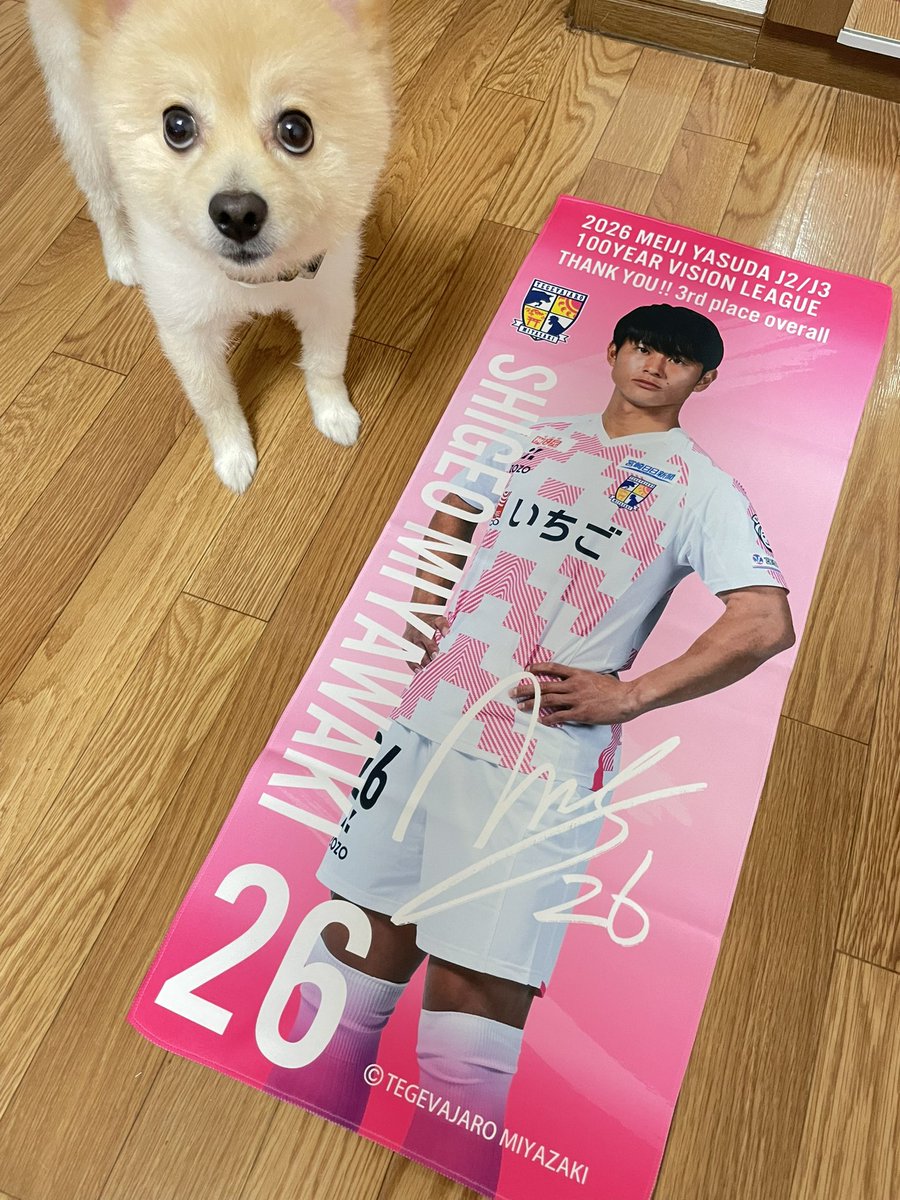 ayane730422's tweet photo. 届いたよしげくんが😭✨✨
feat.ちゃま🐶

普通に家に飾りたいレベル笑笑
百均でマフラータオル入れられて壁に飾れるようなやつないかな？？ https://t.co/7HfvncO0Qs