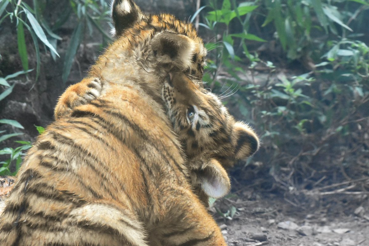 ayuartcompany22's tweet photo. 20260731
多摩動物公園
アムールトラ ヒバナとツボミ③
よくじゃれあっていました
#多摩動物公園 #アムールトラ #ヒバナ #ツボミ https://t.co/jDtKqv0hjr