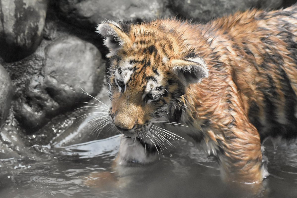 ayuartcompany22's tweet photo. 20260731
多摩動物公園
アムールトラ ヒバナとツボミ③
よくじゃれあっていました
#多摩動物公園 #アムールトラ #ヒバナ #ツボミ https://t.co/jDtKqv0hjr