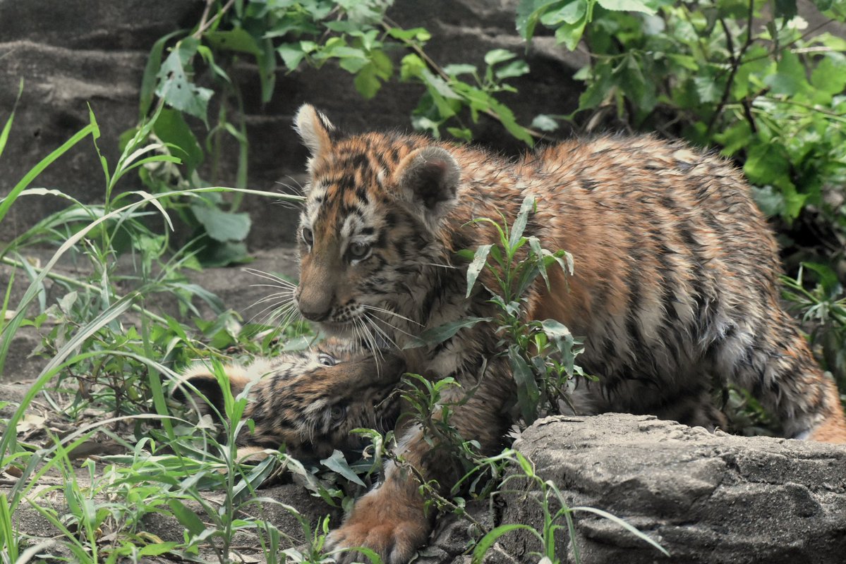 ayuartcompany22's tweet photo. 20260731
多摩動物公園
アムールトラ ヒバナとツボミ③
よくじゃれあっていました
#多摩動物公園 #アムールトラ #ヒバナ #ツボミ https://t.co/jDtKqv0hjr