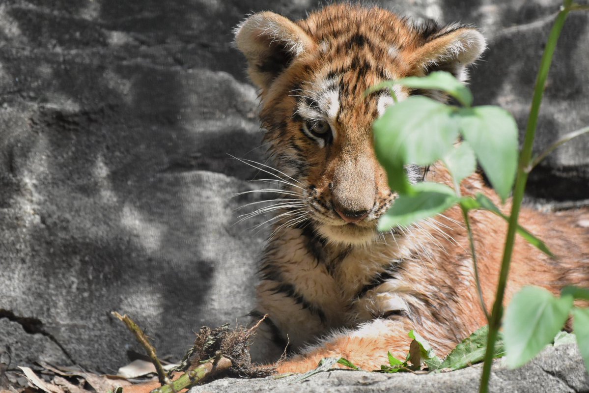 ayuartcompany22's tweet photo. 20260731
多摩動物公園
アムールトラ ヒバナとツボミ④
虎たる者、サラダも大事。野生のサラダバー
そうだ、野菜食べよう
#多摩動物公園 #アムールトラ #ヒバナ #ツボミ https://t.co/DLzHKvzeKD