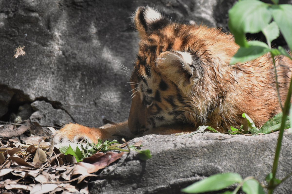 ayuartcompany22's tweet photo. 20260731
多摩動物公園
アムールトラ ヒバナとツボミ④
虎たる者、サラダも大事。野生のサラダバー
そうだ、野菜食べよう
#多摩動物公園 #アムールトラ #ヒバナ #ツボミ https://t.co/DLzHKvzeKD