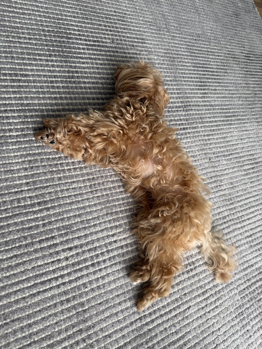 tani4562's tweet photo. 窓際で日向ぼっこして、床に倒れ込む
毎日の流れ🤭可愛い💕
 #マルプー #Mix犬 https://t.co/NleKBZEqa8