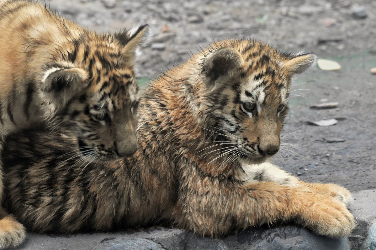 ayuartcompany22's tweet photo. 20260731
多摩動物公園
アムールトラ ヒバナとツボミ②
何にでも興味津々
#多摩動物公園 #アムールトラ #ヒバナ #ツボミ https://t.co/hvlx1l5Ndh