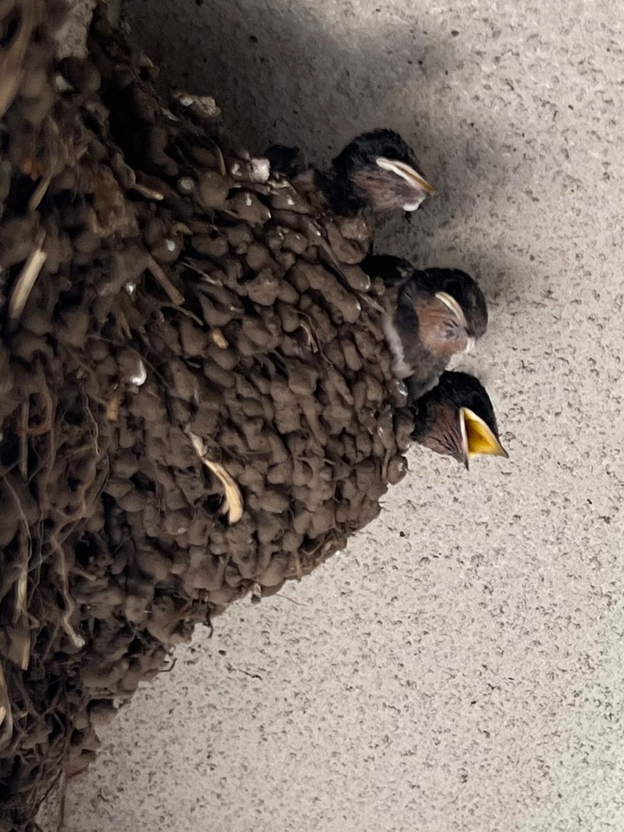 hanakanda's tweet photo. 昨朝にヒナを拾い上げ、巣に戻したが、今通りがけに巣を見たら3羽しか顔出してない
また落ちたのか…（この3羽に巣から追い出されたか？）
生存競争があるから、少しでも弱ってくると、排除されてしまう
（3枚目だけ昨日の写真、4羽いる） https://t.co/YACFh4Glgn