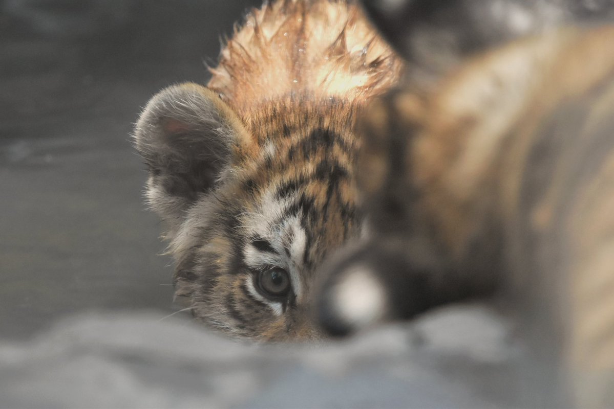 ayuartcompany22's tweet photo. 20260731
多摩動物公園
アムールトラ ヒバナとツボミ⑤
ぴょんぴょんよく動いていました
好奇心旺盛でした
#多摩動物公園 #アムールトラ #ヒバナ #ツボミ https://t.co/5MqHWLhvXz