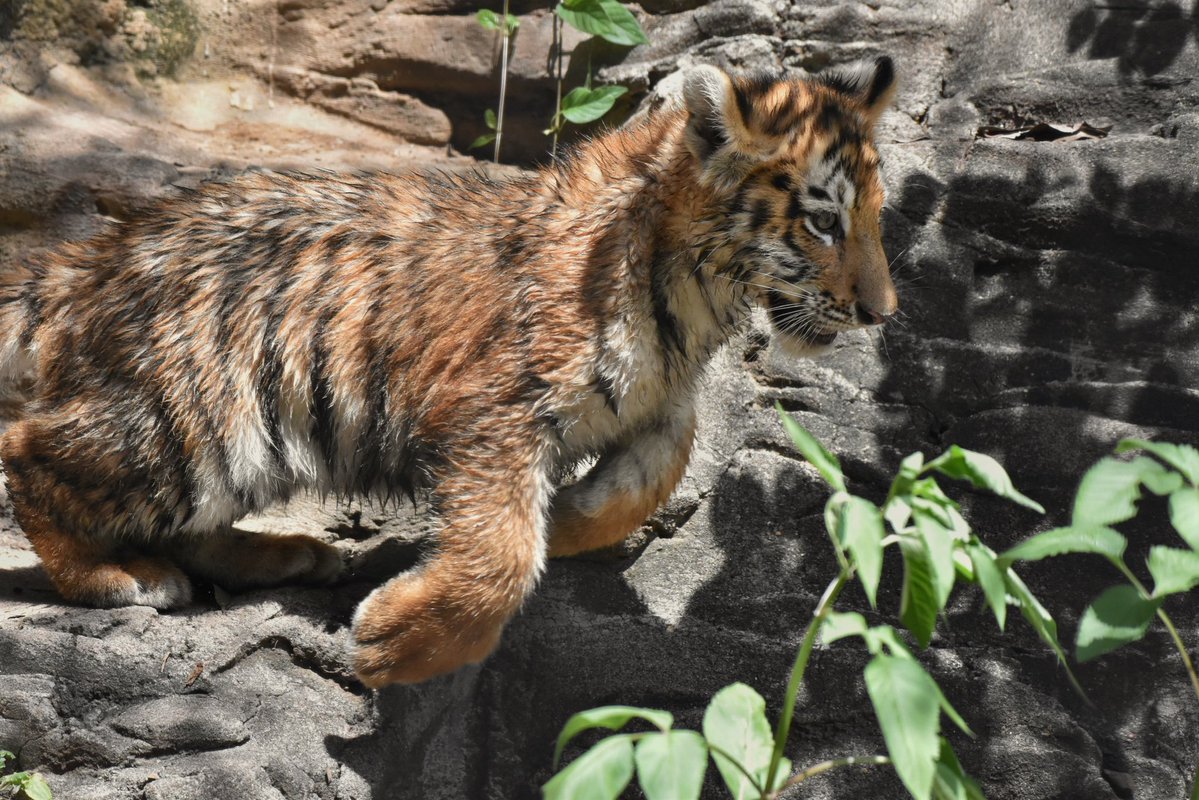ayuartcompany22's tweet photo. 20260731
多摩動物公園
アムールトラ ヒバナとツボミ⑤
ぴょんぴょんよく動いていました
好奇心旺盛でした
#多摩動物公園 #アムールトラ #ヒバナ #ツボミ https://t.co/5MqHWLhvXz