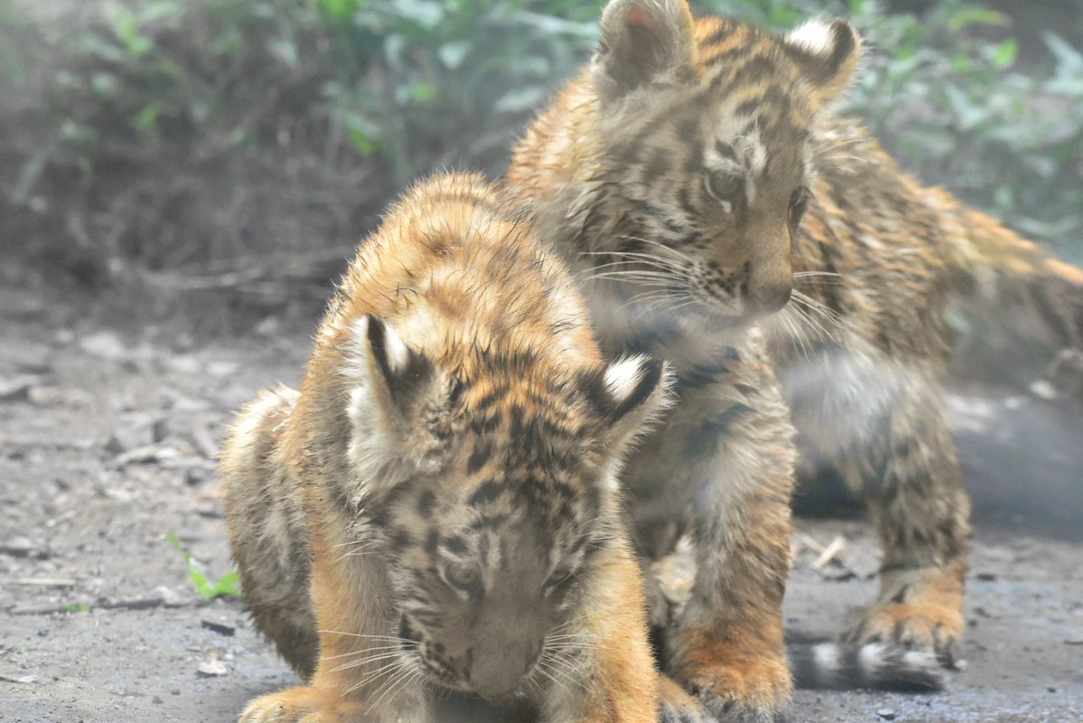 ayuartcompany22's tweet photo. 20260731
多摩動物公園
アムールトラ ヒバナとツボミ⑤
ぴょんぴょんよく動いていました
好奇心旺盛でした
#多摩動物公園 #アムールトラ #ヒバナ #ツボミ https://t.co/5MqHWLhvXz