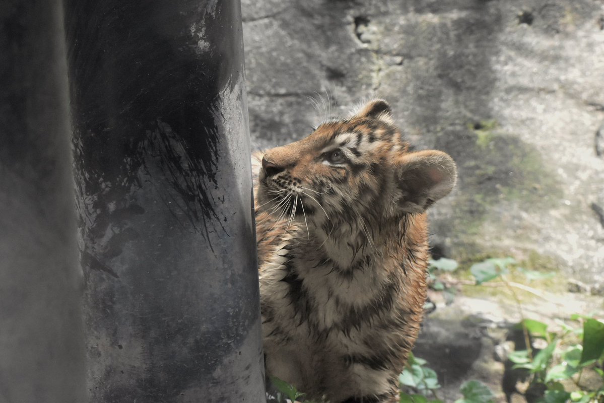 ayuartcompany22's tweet photo. 20260731
多摩動物公園
アムールトラ ヒバナとツボミ⑤
ぴょんぴょんよく動いていました
好奇心旺盛でした
#多摩動物公園 #アムールトラ #ヒバナ #ツボミ https://t.co/5MqHWLhvXz