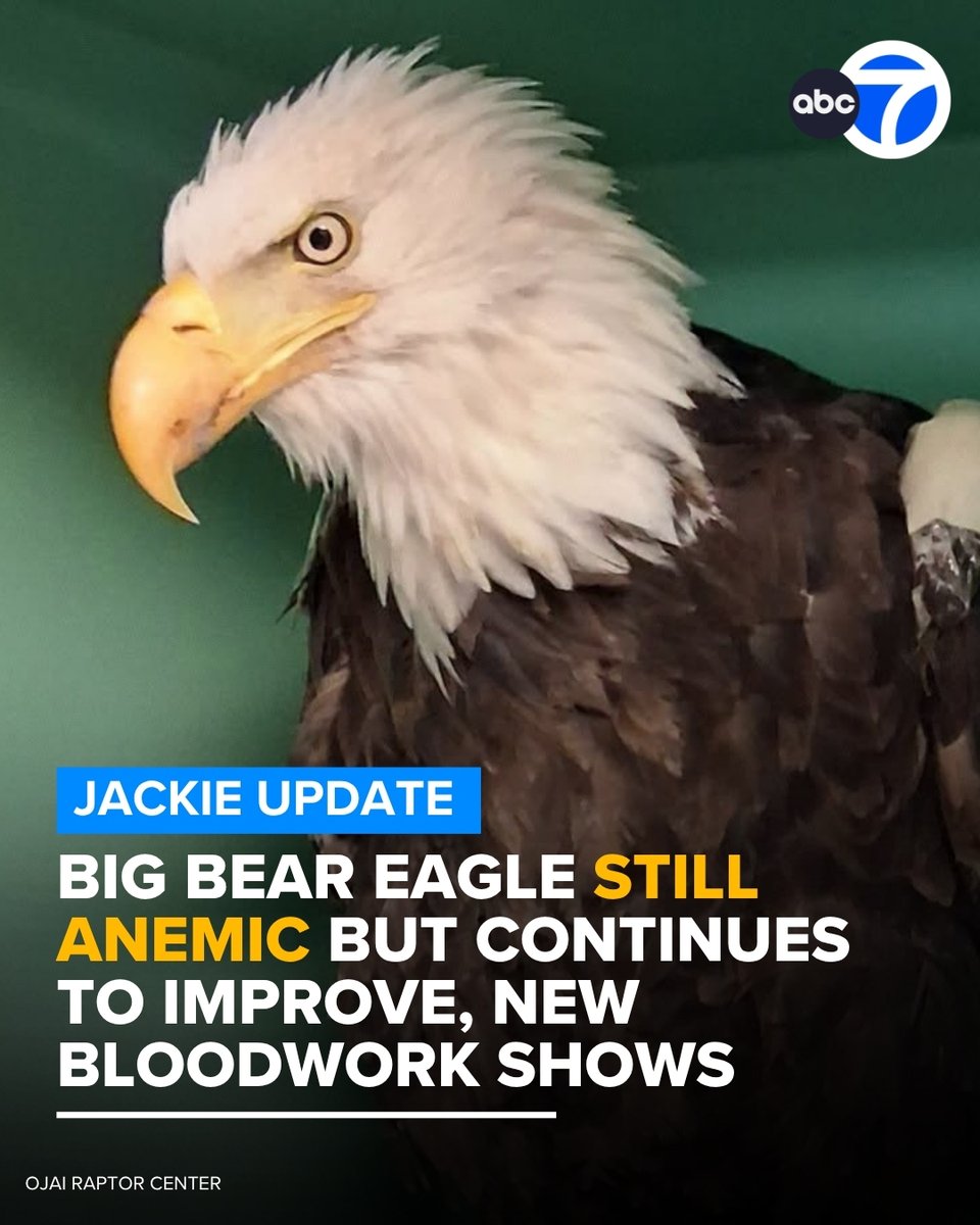 ABC7's tweet photo. New bloodwork continues to show Big Bear's beloved bald eagle Jackie still has anemia, but remains stable as she recovers at the Ojai Raptor Center. https://t.co/KT1sjZq8FS https://t.co/wQVP0qJ19T