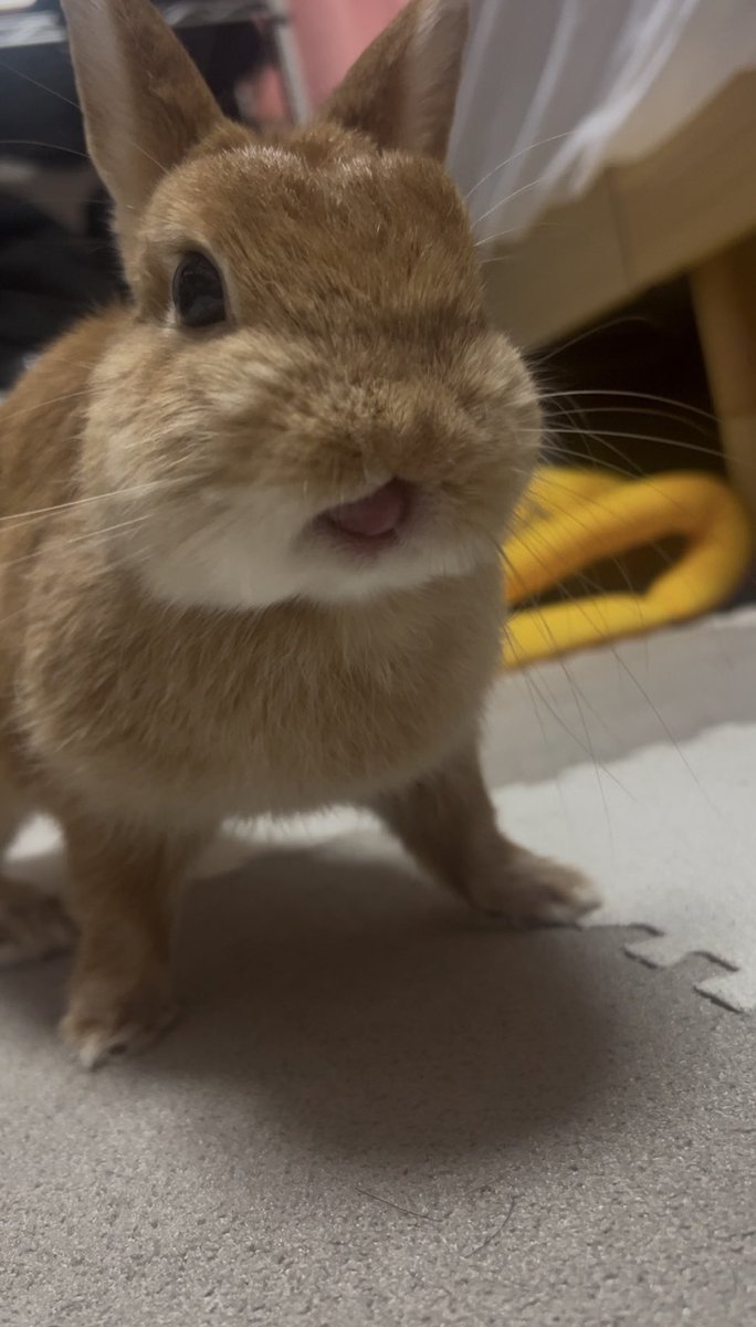 watashi_otoko's tweet photo. うさぎ飼いあるある
水を飲んだばかりのうさぎさんに舐められると冷たくて気持ちいい https://t.co/4wb7yKySwZ
