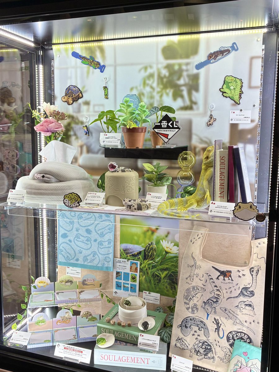 ichibanKUJI's tweet photo. 🐢一番くじ 爬虫類＆両生類
                     ～Tiny Friends～vol.3🦎
🗓️8月29日(土)より順次発売予定
🔗https://t.co/688X8Pgy5M

8月1日・2日に #ツインメッセ静岡 で開催中の #ジャパンレプタイルズショー 2026にて先行展示中🐍✨

「BANDAI SPIRITS」ブースにあそびにきてね🐸💫

@JRS_JRS_JRS 
#一番くじ #夏レプ #爬虫類 #両生類 #フトアゴヒゲトカゲ #ボールパイソン