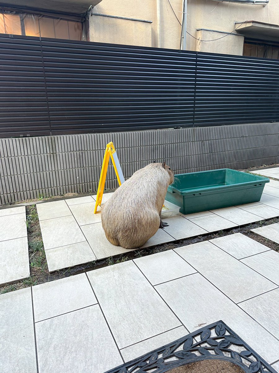capyvillage's tweet photo. えっおしり…🍑？
#カピバラ #capybara #tokyo #animals https://t.co/s9RwX6TN9z