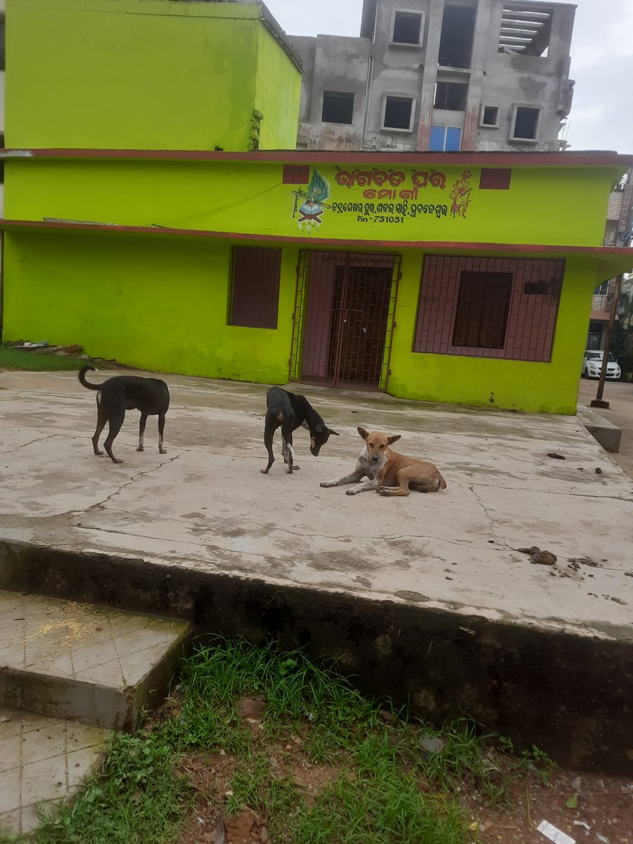 lsahoo17's tweet photo. @CMO_Odisha @bmcbbsr @safabhubaneswar @Sulochana_Apa  Shree vihar, patia area r full of dogs. It's difficult to walk on the roads. School children and old senior citizen scared to travel on roads. Please take action immediately. https://t.co/TupY1bm5XR