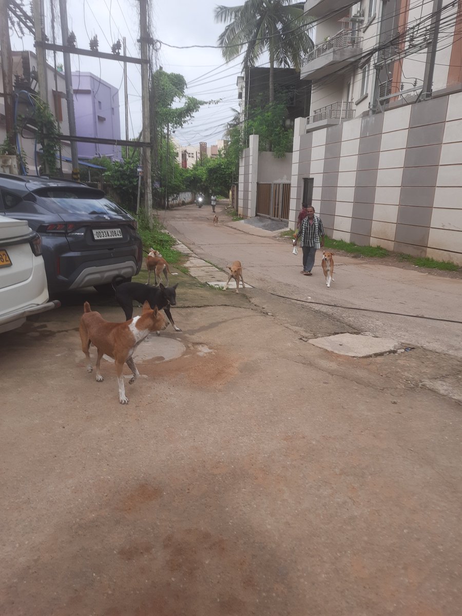 lsahoo17's tweet photo. @CMO_Odisha @bmcbbsr @safabhubaneswar @Sulochana_Apa  Shree vihar, patia area r full of dogs. It's difficult to walk on the roads. School children and old senior citizen scared to travel on roads. Please take action immediately. https://t.co/TupY1bm5XR