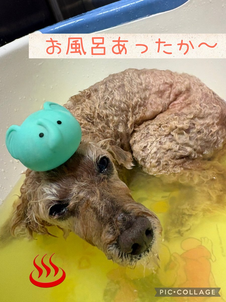 petsalonhug's tweet photo. プードルの『ミントくん🌿』のご紹介です☺️
今日もトリミング頑張ってくれましたよ！

いつも甘えん坊さんで、作業中も抱っこしてーと
肩に前足をかけてきてくれます😘
(ずっと抱っこしていたい…) https://t.co/WxleD4xd5n