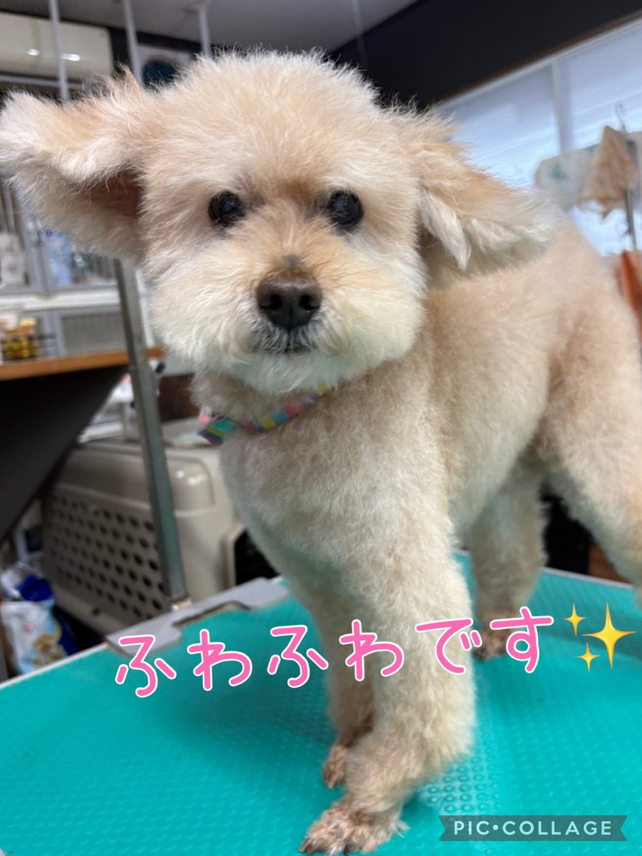 petsalonhug's tweet photo. プードルの『ミントくん🌿』のご紹介です☺️
今日もトリミング頑張ってくれましたよ！

いつも甘えん坊さんで、作業中も抱っこしてーと
肩に前足をかけてきてくれます😘
(ずっと抱っこしていたい…) https://t.co/WxleD4xd5n