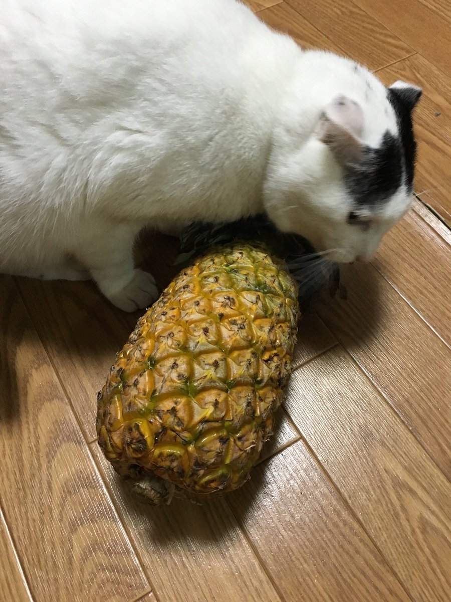 ginyard_jp's tweet photo. #10年前のぎにゃ家
 ねことパインと二女 https://t.co/1CwVD41CEv
