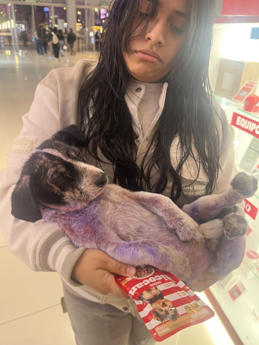 SofiaGallegosPe's tweet photo. Necesitamos ayuda. Perrito de aproximadamente 8 meses abandonado en el Mall Puruchucos, en ATE. Emma le dará casa temporal. Por mi parte he apoyado. Necesitamos más. Se los ruego. https://t.co/wCFggFuRg0