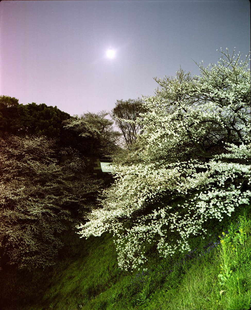 helioluna's tweet photo. 「echoes of impression 光、時間、三つの技法」展に寄せて」2
https://t.co/ygsSOHCGfb
天体の運行、満ちては欠ける月の周期は、人間の営みを遙かに超えた永続的な宇宙の時間を刻み続けている。その宇宙的な規模で繰り返される光の往還と、個人の有限で短い生の時間を重ね合わせるこのシリーズの関連作品として、今回、これまで伏せられていた「実際はどのような場所に浮かぶ月を撮っているのか」という具体性がわかるカットを一枚展示する。
それは、桜が咲き誇る時期の「皇居」の上空に浮かぶ満月を捉えたものだ。（中略）日本の根底に流れる精神史・宇宙的な文脈へと接続される。満月が反射する太陽光。（中略）古来、暦（元号）を司ることで時間そのものを統べる、宇宙的なコスモロジー（宇宙観）と結びつく存在としての（中略）の皇居。そして、夜の闇に浮かび上がる満開の桜。桜は毎年、春が巡れば必ずその花を開かせる永遠の循環（永続性）の象徴である。しかし同時にその花は、咲いたと思えば瞬く間に散りゆく、武士や兵士たちの「潔さの象徴」――すなわち人間の生の短さや儚さの象徴でもあった。ここには、天体や時間という宇宙的な秩序と、国家や歴史、あるいは短い生を駆け抜けた個人の記憶というエネルギーが、夜の静寂の中で緊密に結びついている。
この「hole/mirror」とその関連作品が内包する神話的・象徴的な光と対をなすように展示するのが、広島と長崎の被爆樹木を同じく「夜」に撮影したシリーズ「Remains」である。
1945年8月、二つの都市を襲ったのは、人類の科学技術が生み出した「人工の強烈な光」――もうひとつの、破壊的な太陽であった。75年間は草木も生えないと言われた焦土のなかで、その猛烈な熱線と放射能を浴び、多くの人間の短い生が無残に奪われるなかにあっても、生き延びた樹木たち。私は彼らを、人間と同じように呼吸する――呼吸とは一つの静かな燃焼である――「夜」という時間において捉えた。原爆の記念日の日中の賑やかさが静まりつつも、重苦しく切迫した熱気が残る2005年の夜の街で、一本一本の樹木を見上げて回った記録である。皇居の桜が内包する「兵士たちの潔い散り際（生の短さ）」という象徴性と、人間よりも遙かに長く生き、かつてない火にさらされてなお水を吸い上げ生き続ける「Remains」の被爆樹木たちが見せる静かな生命の永遠性は、痛烈なコントラストを成しながらも、その原因と帰結という要素も含めて深い底層で結びつき、響き合っている。（中略）
夜とは、昼の人間中心主義的な日常の秩序が静まり、そこから排除されたものたちの時間である。それは植物が昼間とはまた異なる別の呼吸を始める時間であり、昼の光の陰に隠されていた世界の多層的な意味、あるいは非業の死を遂げた者たちの未完成の霊魂や目に見えぬ巨大なエネルギーや「人外」の者たちが闇の深まりとともに顕現する時間でもある。写真の長時間露光とは、昼の社会から排除されたそれらの気配や光を、じっと受け止め、蓄積していく静かな燃焼のプロセスにほかならない。

宇宙的な太陽光の反射と満ち欠けのサイクル、暦や時間を司る皇居のコスモロジー、巡る季節のなかで開花を繰り返す桜、あるいはすべてを焼き尽くさんとした原爆の人工の光と、それに抗い生命の永遠性を示す被爆樹木。そして、それらの永続的な時間に対比される、人間のあまりにも短く、愛おしい生の有り様。私の作品群は、これらの相異なる「光とエネルギー」が、人外なるものの時間である「夜」というひとつの媒介項を通じて複雑に絡み合い、歴史と現在、宇宙と人間を繋ぐ多層的な構成を形成している。（後略）