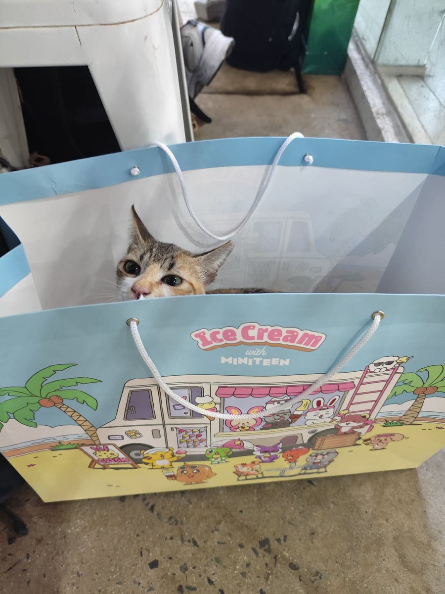 fallinxflower's tweet photo. miniteen pop up store comes with a free cat?!? https://t.co/9eiGPv3hqo