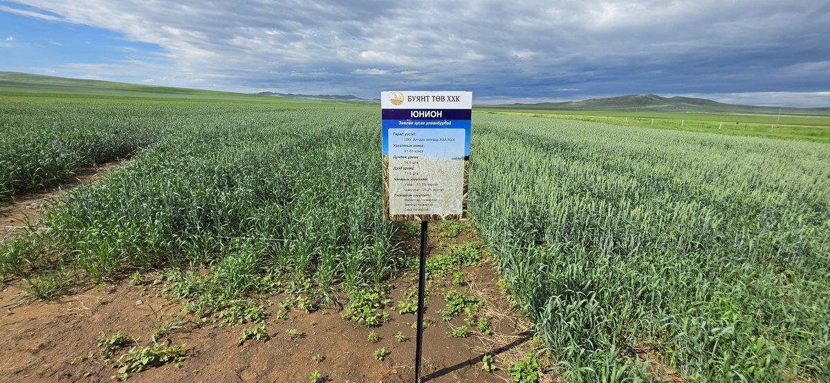 BioUndarga's tweet photo. "AGRODAY2026" 
талбайн өдөрлөг
Төв аймаг Эрдэнэсант сум
БУЯНТ ТӨВ ХХК https://t.co/kwuxlVE4Ye