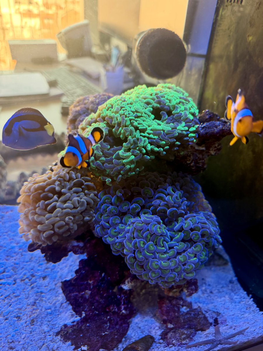 DustyPee's tweet photo. New corals are loving the #officetank 🥰 https://t.co/1wp80Ix0HW