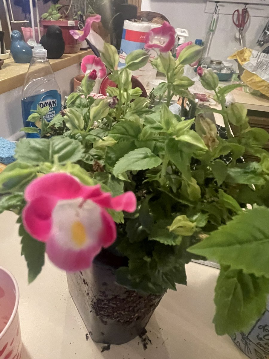 Debmitch63's tweet photo. Picked her up on the clearance aisle.  Fresh dirt and new pot tomorrow.  Will see how she does on the back porch. https://t.co/cc5nQJGsCy