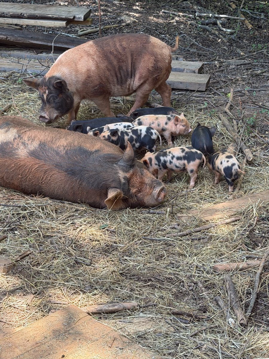 ChuckHubbardNC's tweet photo. Data centers are invading rural NC. Taylor &amp; Dakota at Fox &amp; Honey Homestead are fighting to protect their soil and water. Support local regenerative farming and shop their handmade herbs: https://t.co/yhPR5mXyMF
#ncpol #datacenters #rural https://t.co/CqDcGYheT0