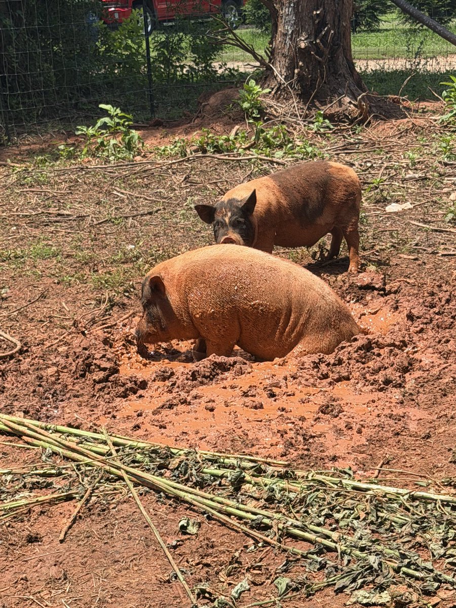 ChuckHubbardNC's tweet photo. Data centers are invading rural NC. Taylor &amp; Dakota at Fox &amp; Honey Homestead are fighting to protect their soil and water. Support local regenerative farming and shop their handmade herbs: https://t.co/yhPR5mXyMF
#ncpol #datacenters #rural https://t.co/CqDcGYheT0