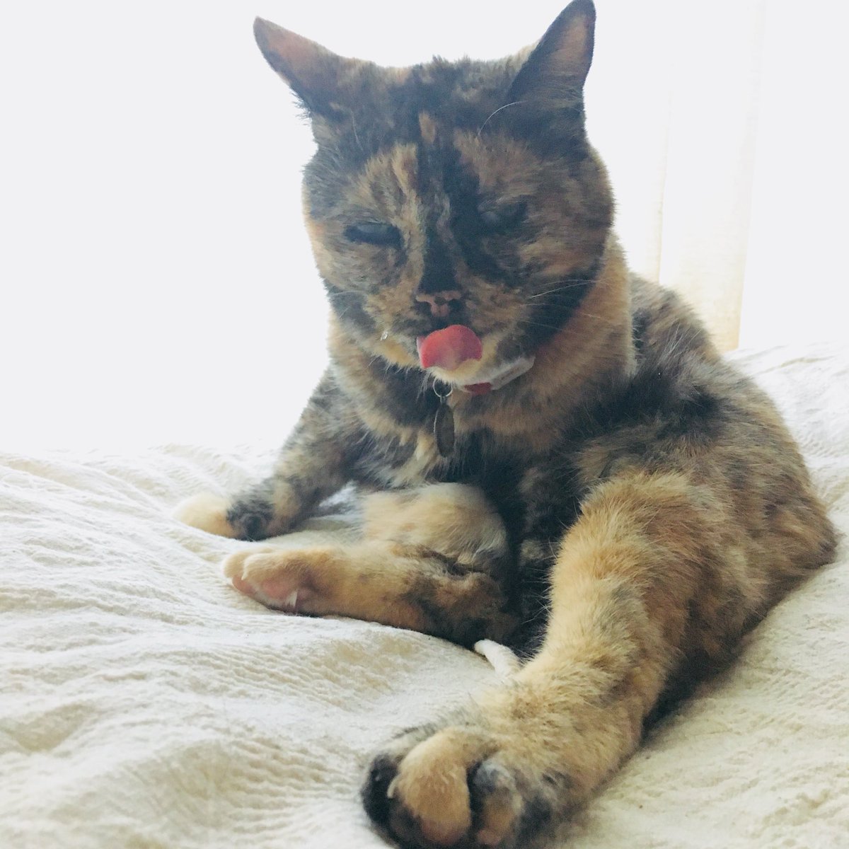 sabisaba104's tweet photo. 昨日の #31日はサビ猫の日  は余裕がなくて、今ごろタグをたどってみにゃさまの姿を愛でています。不足しがちなサビ猫成分をありがとう。毎日暑いけど八月の #サビ猫の日 も元気な姿をみせてくださいね。
では、9年前の7月の呟きと「あちくてやってられにゃいわぁ」のサビィ姐さんの姿をご覧ください。 https://t.co/eY2QMIQzF0