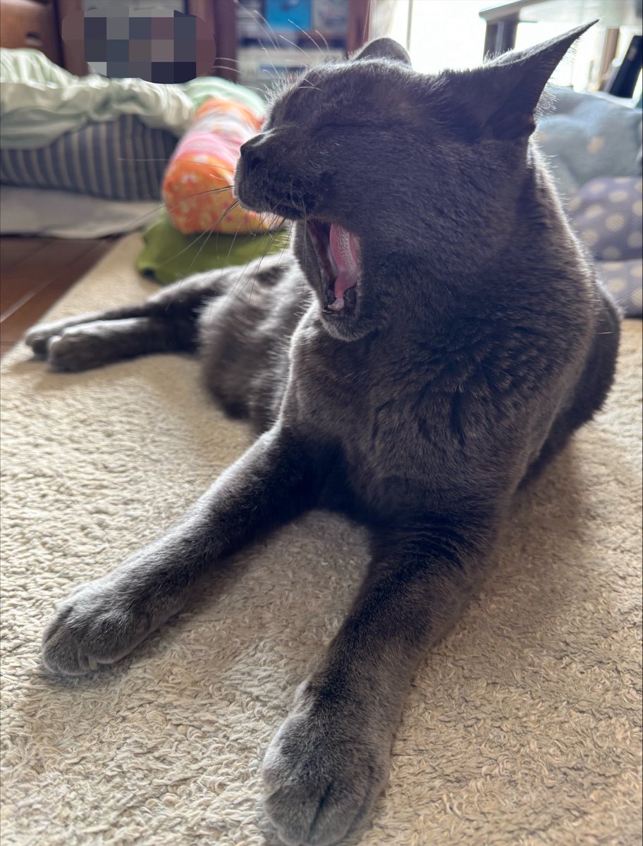 graycatmama's tweet photo. おはニャー🐾
ママ朝までずっーとなんかみてたよ。 https://t.co/PuSsPoGR1q
